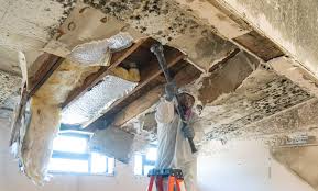 Best Environmental Consulting for Mold Prevention  in Norco, LA